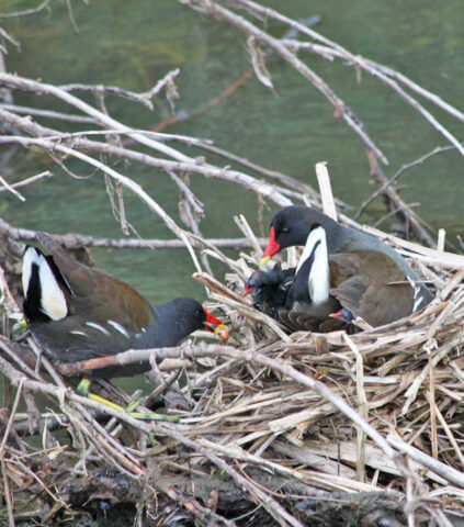 Moorhens nesting on the Foss. Photo Tony Ellis.
