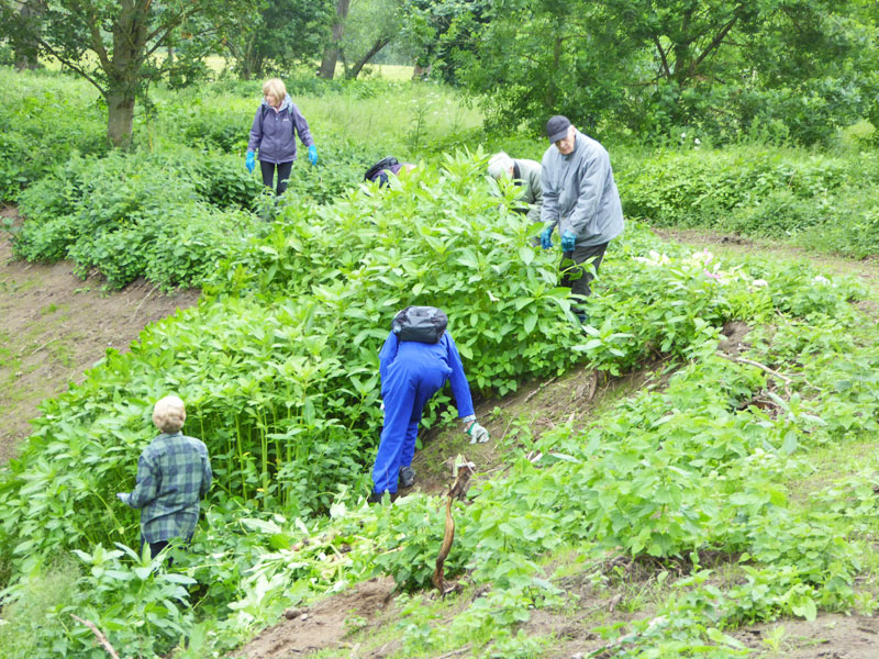 Balsam bashing volunteers